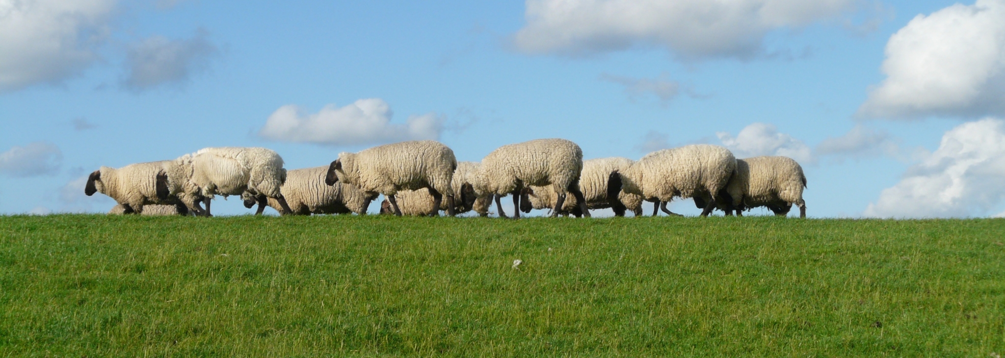 dijk-met-schapen-header